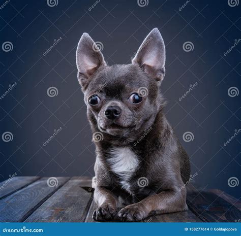 Gray Chihuahua Lies On A Wooden Table Stock Photo Image Of Domestic