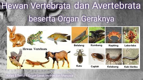 Download 80 Gambar Hewan Vertebrata Dan Invertebrata Hd Terbaik