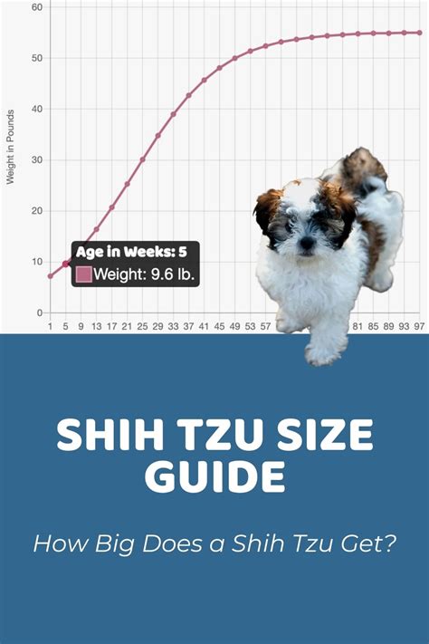 Shih Tzu Size Guide And Charts How Big Do Shih Tzus Get