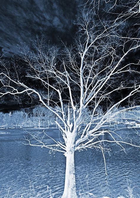 Grey Magical Tree Photograph By Sheila Kay Mcintyre Fine Art America