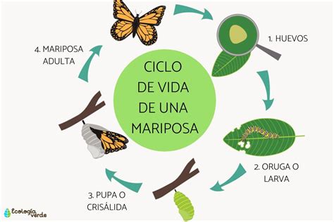 Ciclo De Vida De La Mariposa Monarca Todo Lo Que Debes Saber
