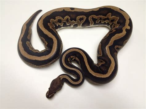 Cinnamon Leopard Morph List World Of Ball Pythons