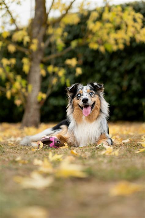 Guide To Energetic Border Collie Aussie Shepherd Mix