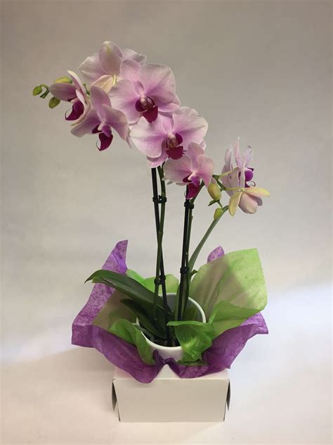 Small Orchid In A Pot Long Lasting In San Francisco Ca Flowers Of