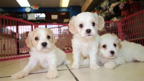 Cheerful Cavachon Puppies For Sale Georgia Local Breeders