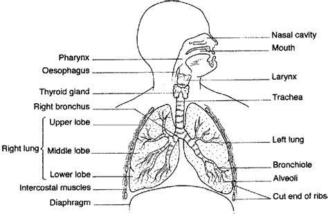 Respiratory System Labelled Diagram