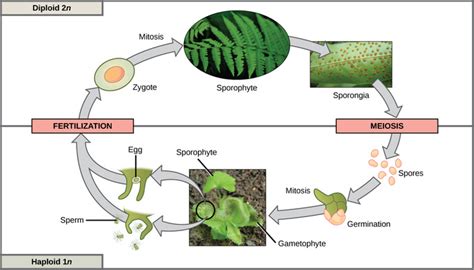 Sexual Reproduction Boundless Biology