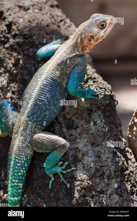Blue Agama Lizard African Portfolio