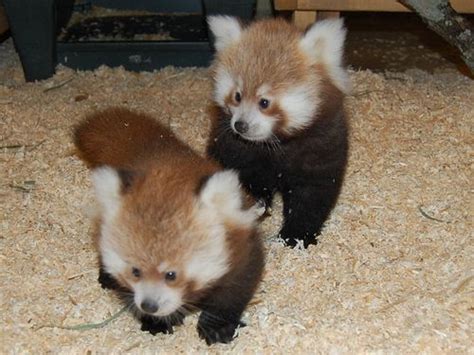 The red panda, or firefox, is often referred to as the lesser panda in deference to the others prefer first panda as western scientists described it 50 years earlier, and gave pandas their name. Knoxville Zoo's Red Panda Twins Looking for Names ...