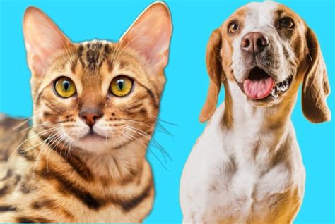 Can A Dog Get A Cat Pregnant What Experts Says