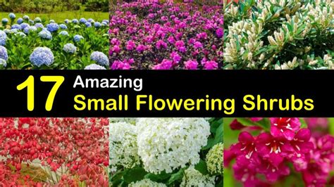 17 Amazing Small Flowering Shrubs