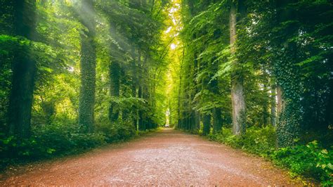 Road Between Ivy Greenery Forest 4k Hd Nature Wallpapers Hd