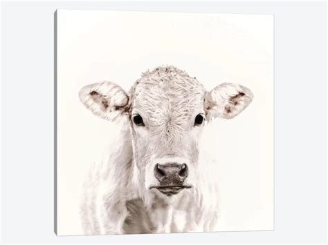 Blonde Cattle Maverick White Square Ca Canvas Print Monika Strigel