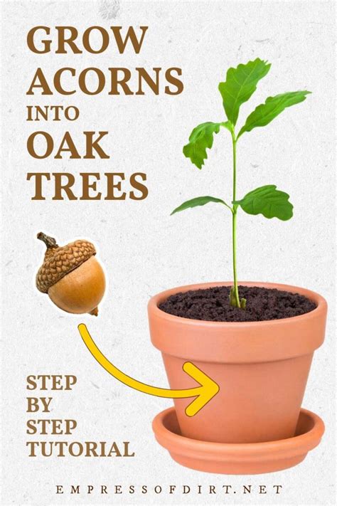 How To Grow An Oak Tree From An Acorn Step By Step In 2022 Oak Tree