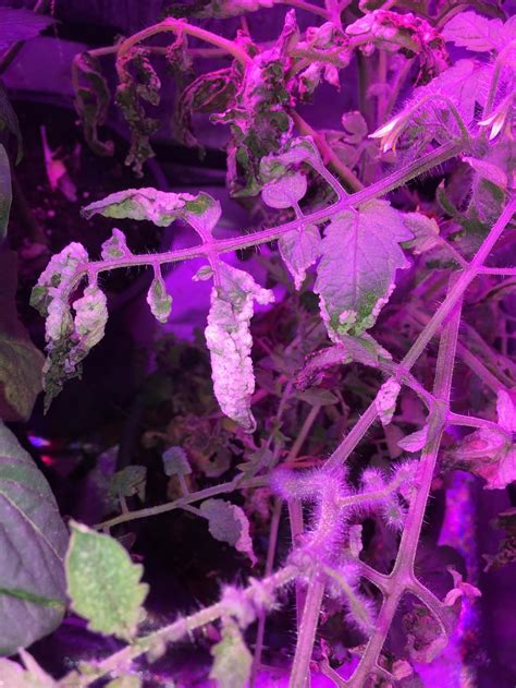 Maybe you would like to learn more about one of these? All Things Gardening forum: Tomato Plant under LED grow ...
