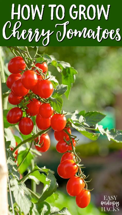 How To Grow Cherry Tomatoes Easy Gardening Hacks