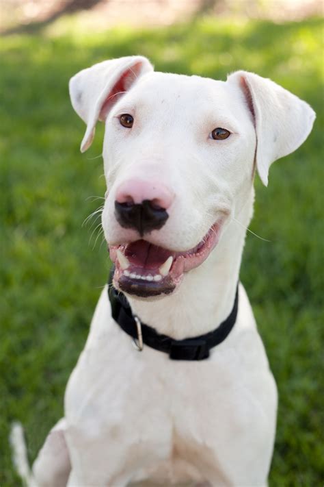 Miami - Large Male Bull Arab Mix Dog in QLD - PetRescue