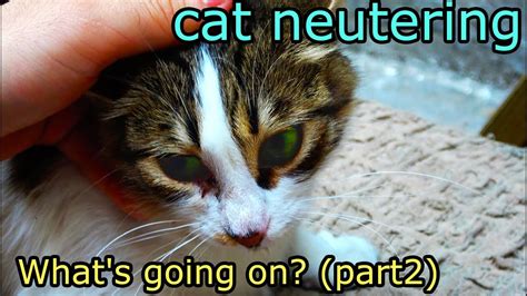 what are the cat neutering benefits what s going on part2 youtube
