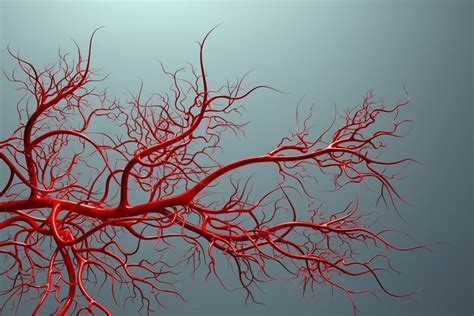 Los 5 Tipos De Vasos Sanguíneos Y Características 2023