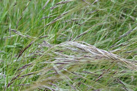 Chilean Needle Grass Spread Leads To Fresh Concerns Environment