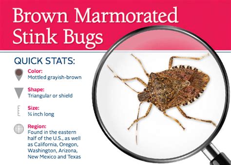 Marmorated Stink Bug Life Cycle Cheyenne Ferrer