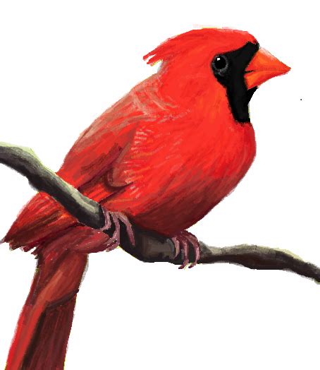 Cardinal By Naiengele On Deviantart