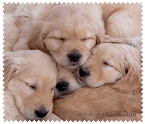 Puppy Pillow These Little Guys Look So Soft And Cute Snuggled Together