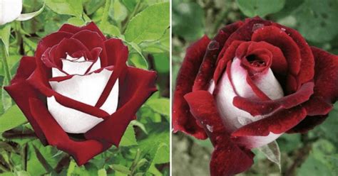 This Rare Romantic Rose Grows With Both Red And White Petals Earth