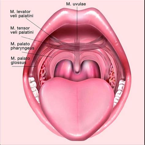 Throat Surgery Throat Anatomy Anatomy