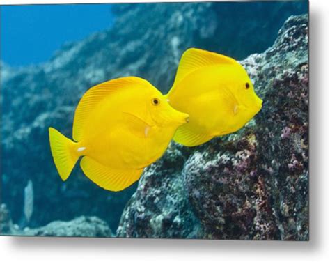 Pair Of Bright Yellow Tropical Fish On Coral Reef Photograph By Jeff Hunter