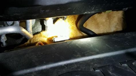 Nyc Cat Miraculously Survives 225 Mile Trip Under Minivans Hood Nbc New York