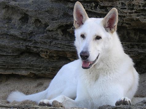 White German Shepherd Dog Wallpaper
