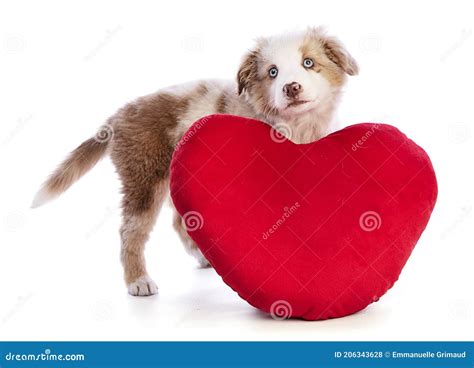 Australian Shepherd Puppy With A Red Heart For Valentine S Day Stock