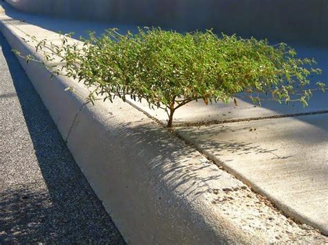 It is native to the pacific coast. Life Finds A Way: 25 Plants That Just Won't Give Up