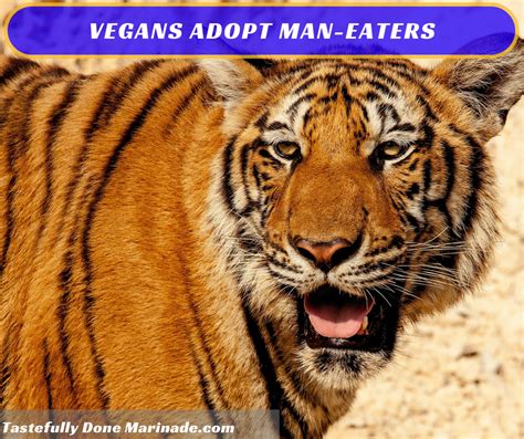Man Eaters Of Tsavo Cat Care Cat Care Tips Tiger Facts