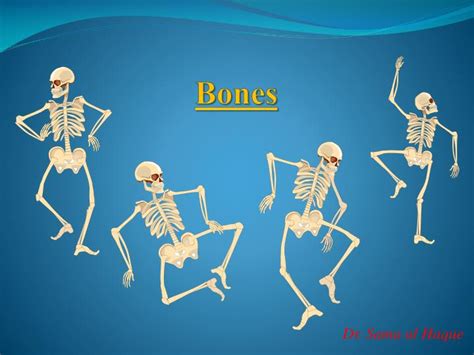 Ppt Bones Powerpoint Presentation Free Download Id1442113