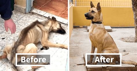 20 Pictures Of Dogs Before And After Being Rescued That Will Melt Your