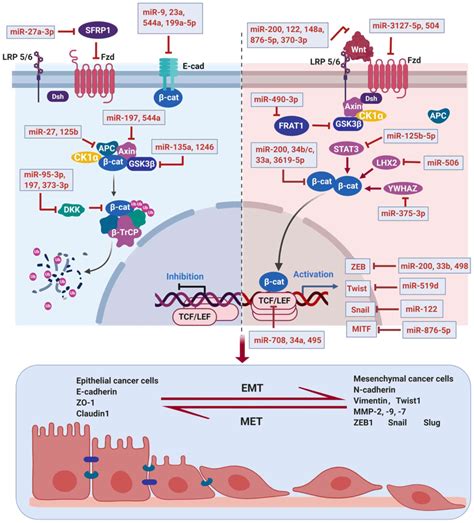 MicroRNAs target the Wnt βcatenin signaling pathway to regulate