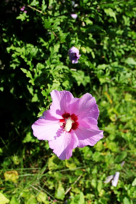 無料画像 自然 工場 花弁 夏 植物学 フローラ ワイルドフラワー 美しさ ハイビスカス 多年草 開花植物 年間プラント 陸上植物 3456x5184
