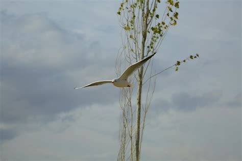 White Feathered Bird On Mid Air · Free Stock Photo