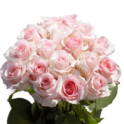 Fresh Light Pink Roses Globalrose