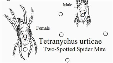 Tetranychus Urticae Physiology And General Knowledge Youtube
