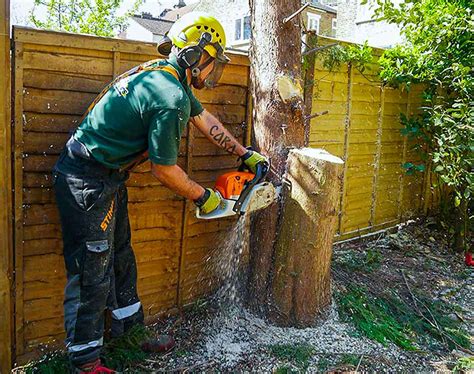 Certified Tree Surgeons In London By Fantastic Gardeners