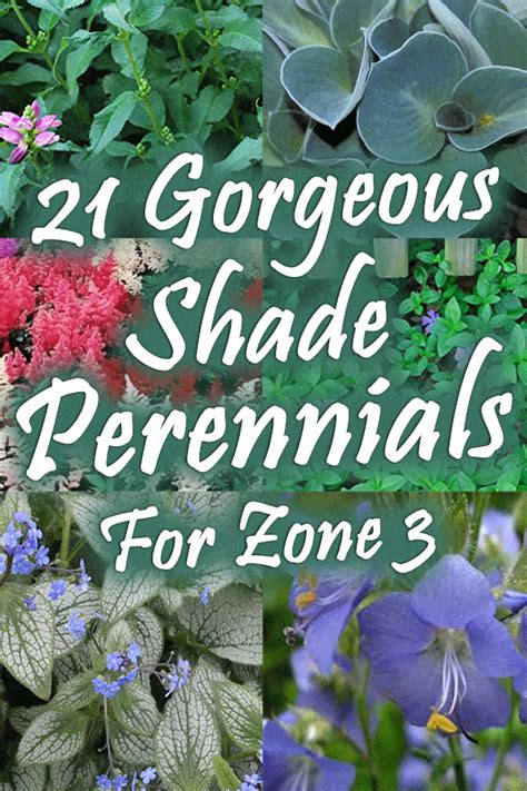21 Gorgeous Shade Perennials For Zone 3 Garden Tabs Shade Loving
