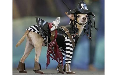 Hes A Pirate Dog Pirate Costume Dog Halloween Costumes Funny Costumes