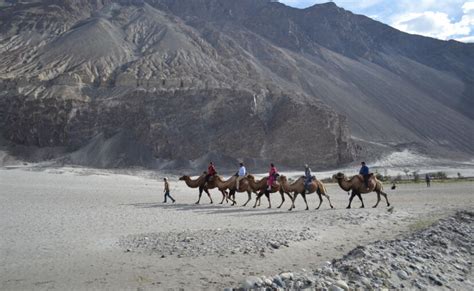 Hunder Sand Dunes In Nubra Valley Ladakh India