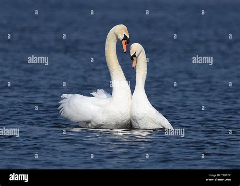 Two Mating Mute Swans With Heart Shape Stock Photo Alamy