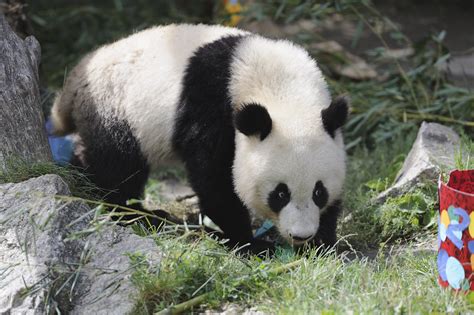 Giant Panda Fuhus 2nd Birthday 23082012 Flickr