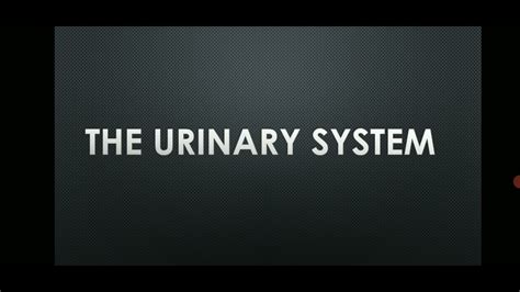 The Urinary System Youtube