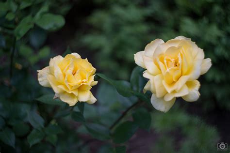 Green Background With Yellow Roses High Quality Free Backgrounds